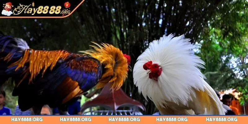 da-ga-hay88-gioi-thieu